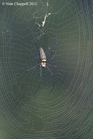 Spider - Huai Kha Kheang WS, Thailand
