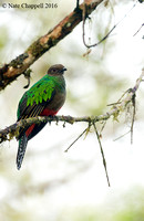 Crested Quetzal, female - San Isidro, Ecuador