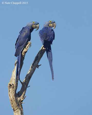 Hyacinth Macaws - Pantanal, Mato Grosso, Brazil
