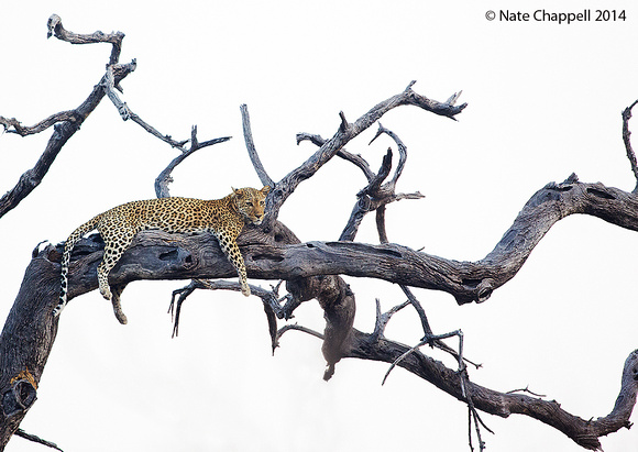 Leopard - Chobe, Botswana