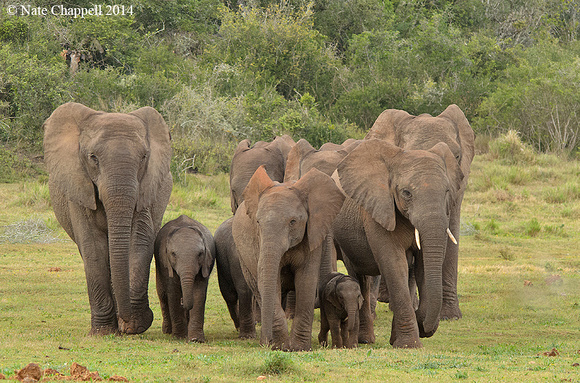 African Elephants - Addo Elephant National Park, South Africa