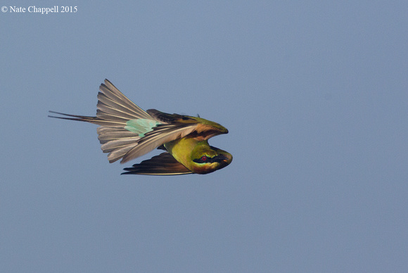Swallow-tailed Bee Eater - Thale Noi, Thailand