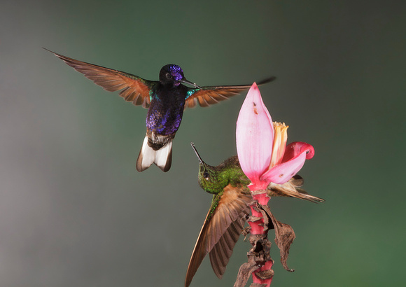Velvet-purple Coronet and Buff-tailed Coronet - Mindo, Ecuador