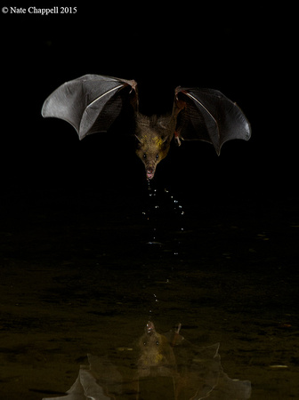 Mexican Long-nosed Bat - Amado, AZ