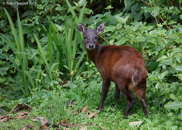 Little Red Brocket Deer - Guango Lodge, Ecuador