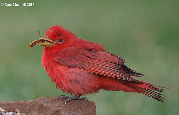 Summer Tanager with wasp - Falcon Point Ranch, TX
