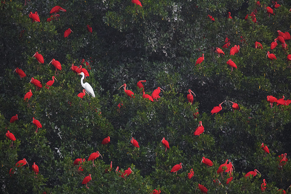 Scarlet Ibis and Great Egret - Caroni Swamp, Trinidad