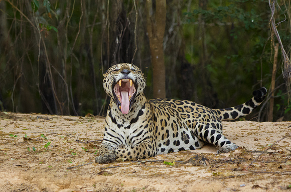 Jaguar - Three Brothers River, Brazil
