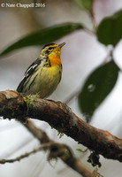 Blackburnian Warbler - San Isidro, Ecuador