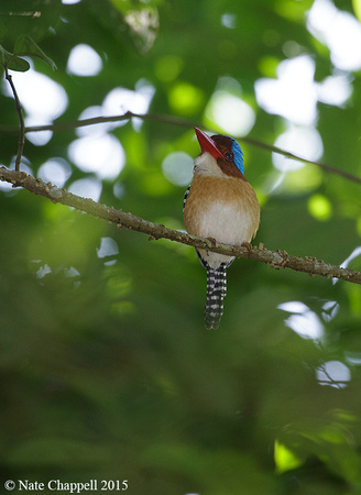 Banded Kingfisher - Krung Ching, Thailand