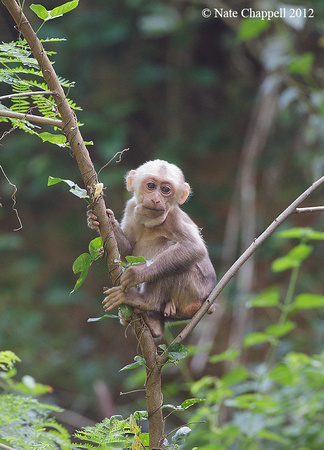 Stump-tailed Macaque, juvenile - Keang Krachan, Thailand