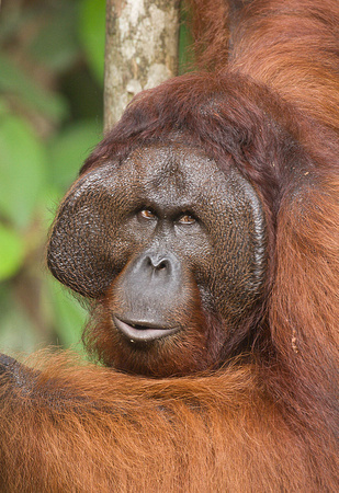 Orangutan - Semenggoh Wildlife Rehab Center, Sarawak, Borneo