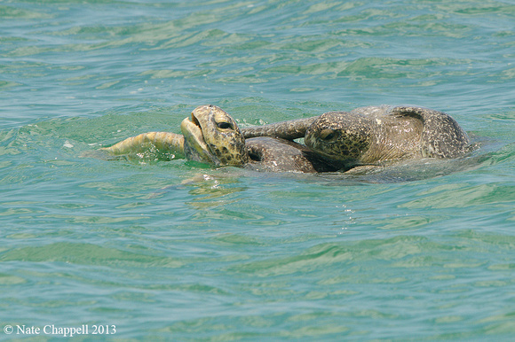 Green Sea Turtles Mating -Bartholome Island, Galapagos
