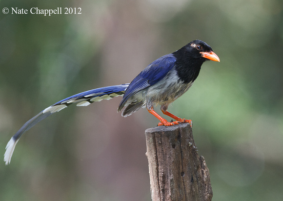 Red-billed Blue Magpie - Huai Kha Kheang Wildlife Sanctuary, Tha
