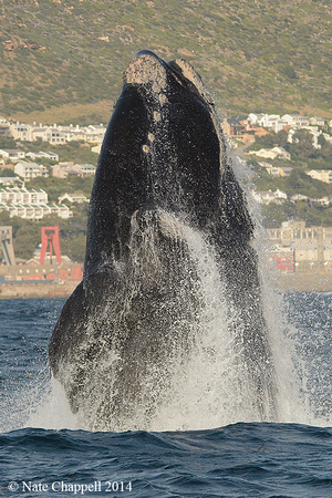 Southern Right Whale - False Bay, South Africa