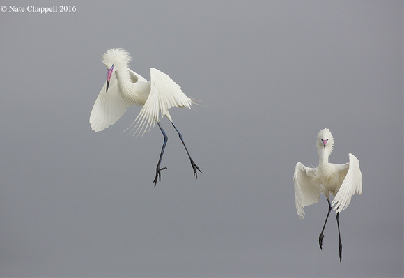 White morph Reddish Egrets - San Antonio Bay, TX