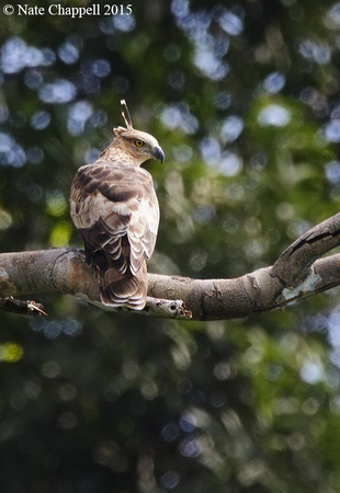 Wallace's Hawk Eagle - Khao Sok National Park, Thailand