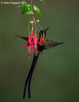 Violet-tailed Sylph - Sachatamia, Ecuador
