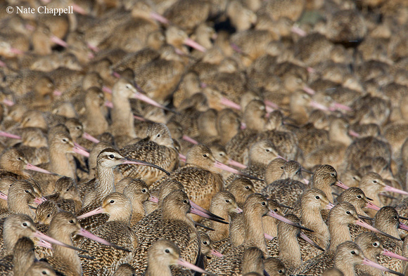 Whimbrel with Marbled Godwits - Tokeland, Pacific Co, WA
