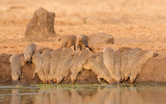 Banded Moongooses - Chobe Botswana