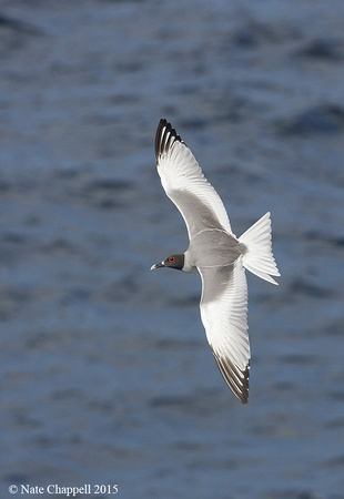 Swallow-tailed Gull - San Cristobal, Galapagos