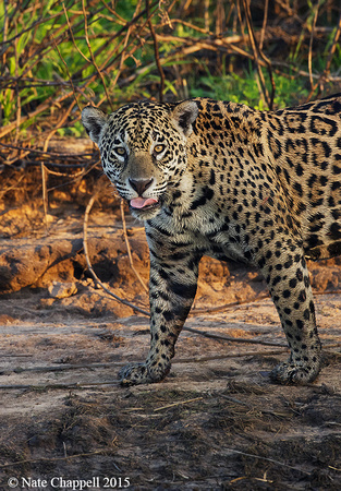 Jaguar - Mato Grosso, Brazil