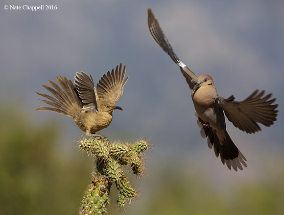 Curve-billed Thrasher and Wing-winged Dove - Amado, AZ