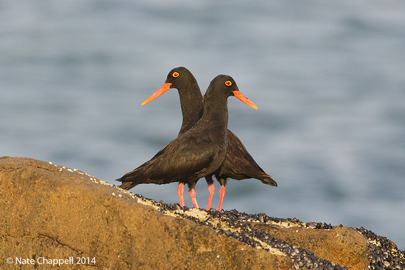 African Black Oystercatchers - West Coast National Park, South A