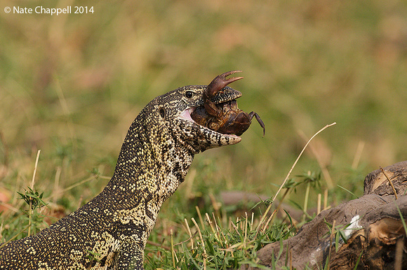 Monitor Lizard with Land Crab - Chobe, Botswana