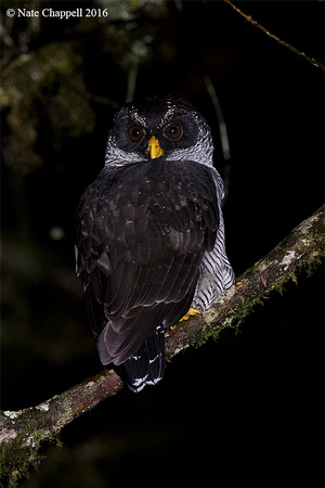 Black and White Owl - Sachatamia, Ecuador