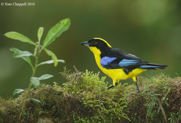 Blue-winged Mountain Tanager - Sachatamia, Ecuador