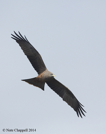 Yellow-billed Kite - West Coast National Park, South Africa