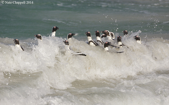 African Penguins - Simonstown, South Africa