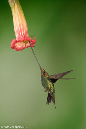 Sword-billed Hummingbird - Guango Lodge, Ecuador