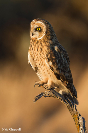 Short-eared Owl - Snake River Birds of Prey Area, Idaho