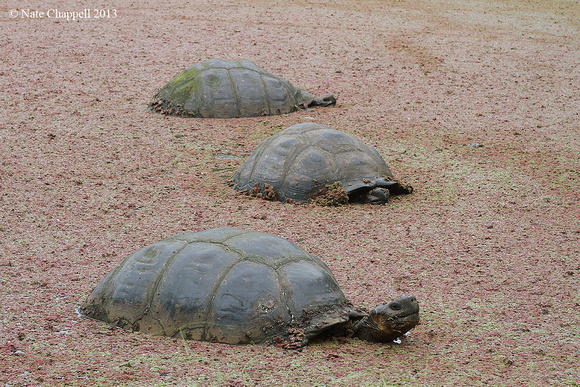 Galapagos Tortoises- Santa Cruz Island, Galapagos