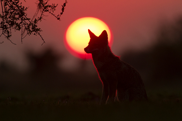 Pampas Fox at Sunset - Rincon del Socorro, Ibera Marshes, Argent