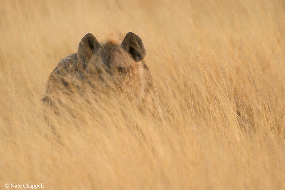 Spotted Hyena - Etosha NP, Namibia