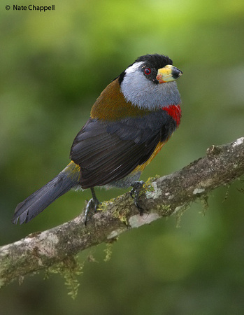 Toucan Barbet - Mindo, Ecuador