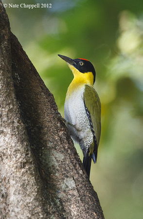 Black-headed Woodpecker - Huai Kha Kheang Wildlife Sanctuary, Th