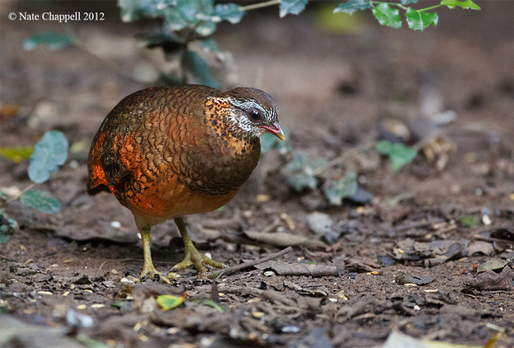 Scaly-breasted Partridge - Keang Krachan, Thailand