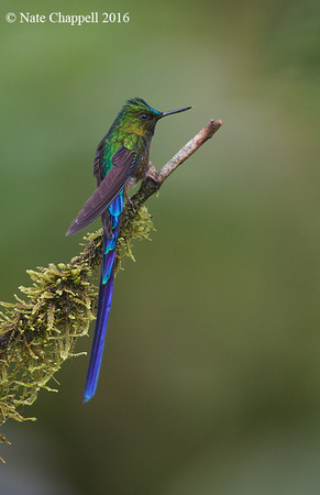 Violet-tailed Sylph - Sachatamia, Ecuador