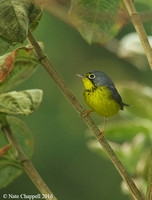 Canada Warbler - San Isidro, Ecuador