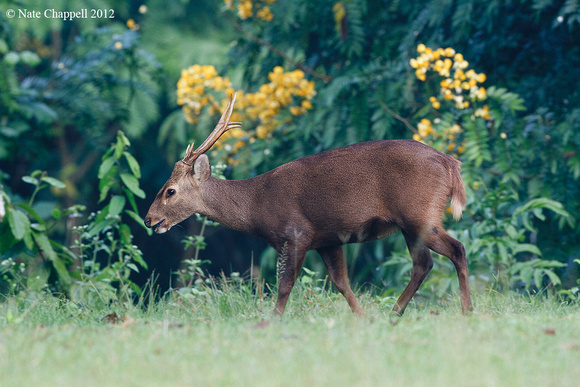 Hog Deer - Huai Kha Kheang WS, Thailand