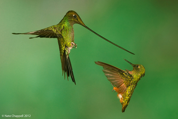 Sword-billed Hummingbird and Chestnut-breasted Coronet