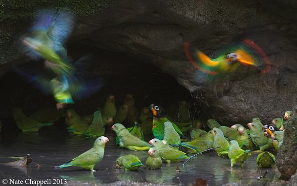 Parrot Clay Lick - Yauni National Park, Ecuador