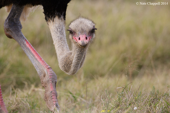 Ostrich - Addo Elephant NP, South Africa