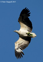 White-bellied Sea Eagle - Thailand