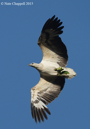 White-bellied Sea Eagle - Thailand