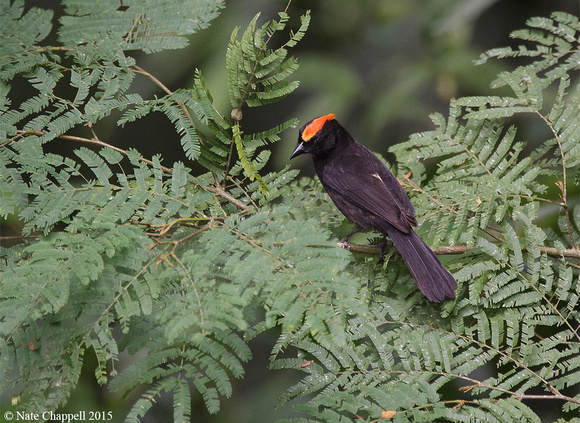 Flame-crested Tanager